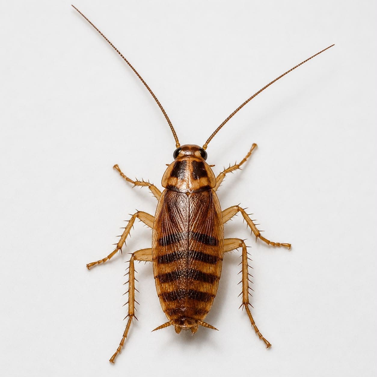 Braunbandschabe (Supella longipalpa) in Nahaufnahme, Bestimmungsbild aus dem Schädlingslexikon