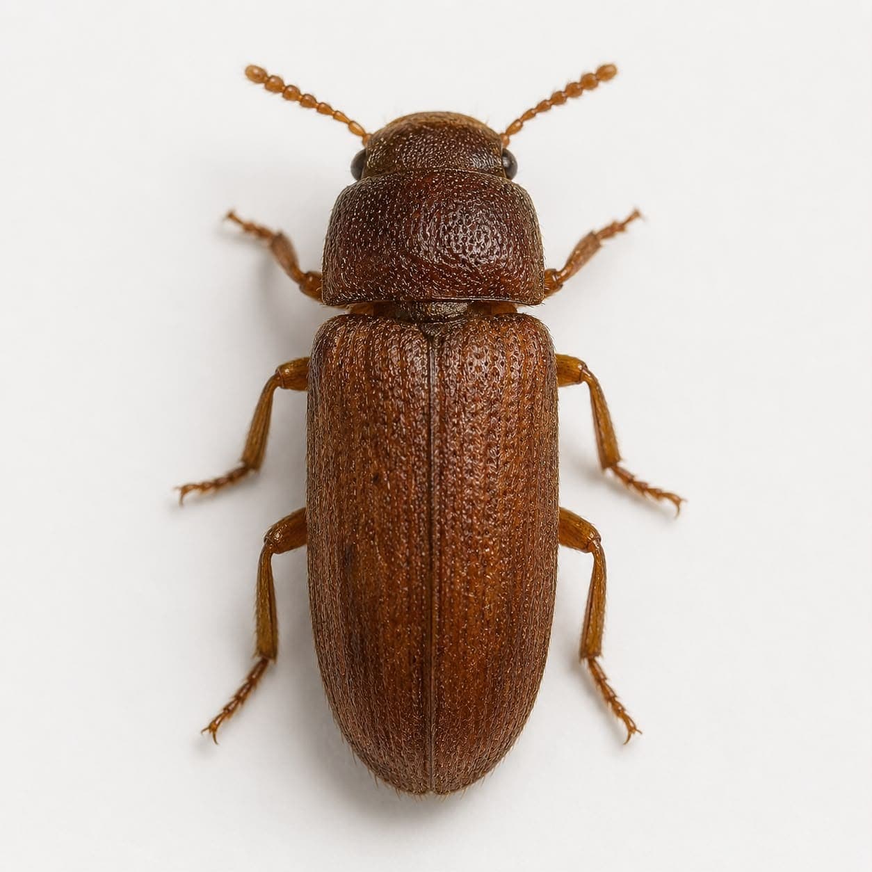 Brotkäfer (Stegobium paniceum) in Nahaufnahme, Bestimmungsbild aus dem Schädlingslexikon