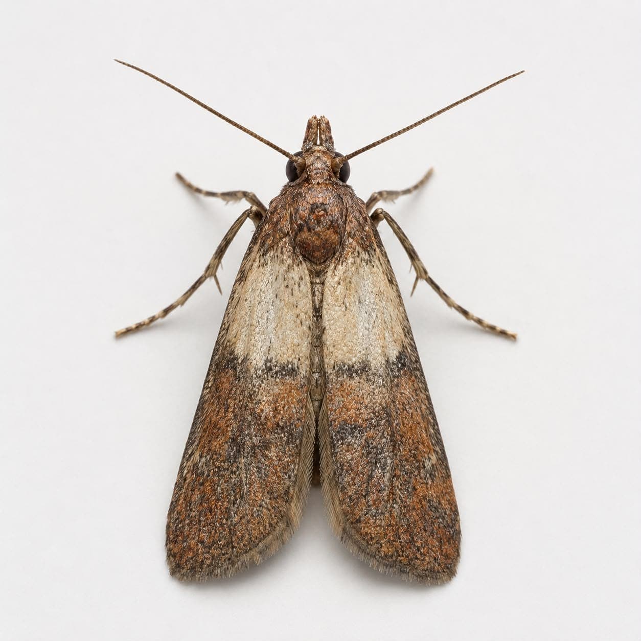 Dörrobstmotte (Plodia interpunctella) in Nahaufnahme, Bestimmungsbild aus dem Schädlingslexikon