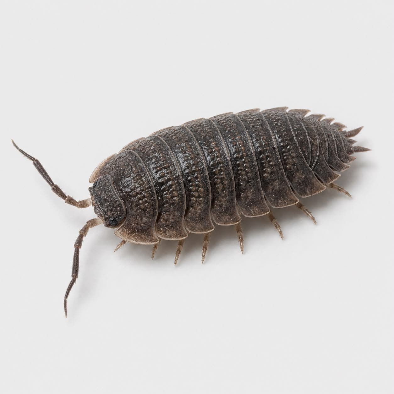 Cloporte (Porcellio scaber) en gros plan, image de détermination du lexique des nuisibles