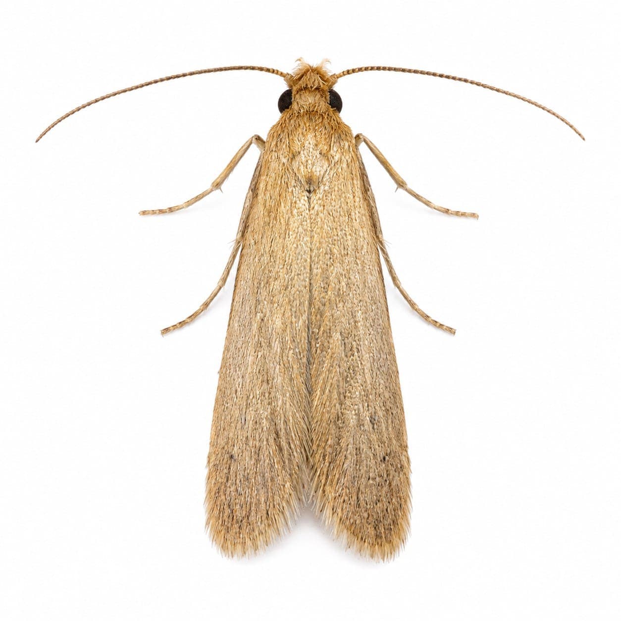 Mite des vêtements (Tineola bisselliella) en gros plan, image de détermination du lexique des nuisibles