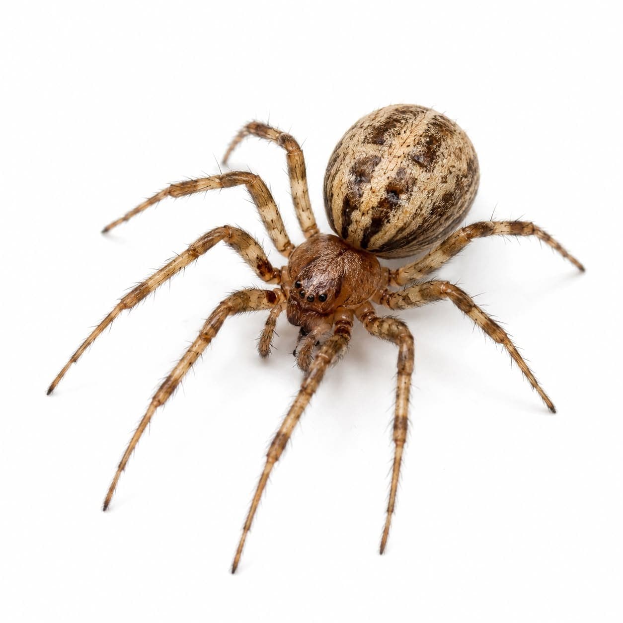 Mauerspinne (Dictyna civica) in Nahaufnahme, Bestimmungsbild aus dem Schädlingslexikon