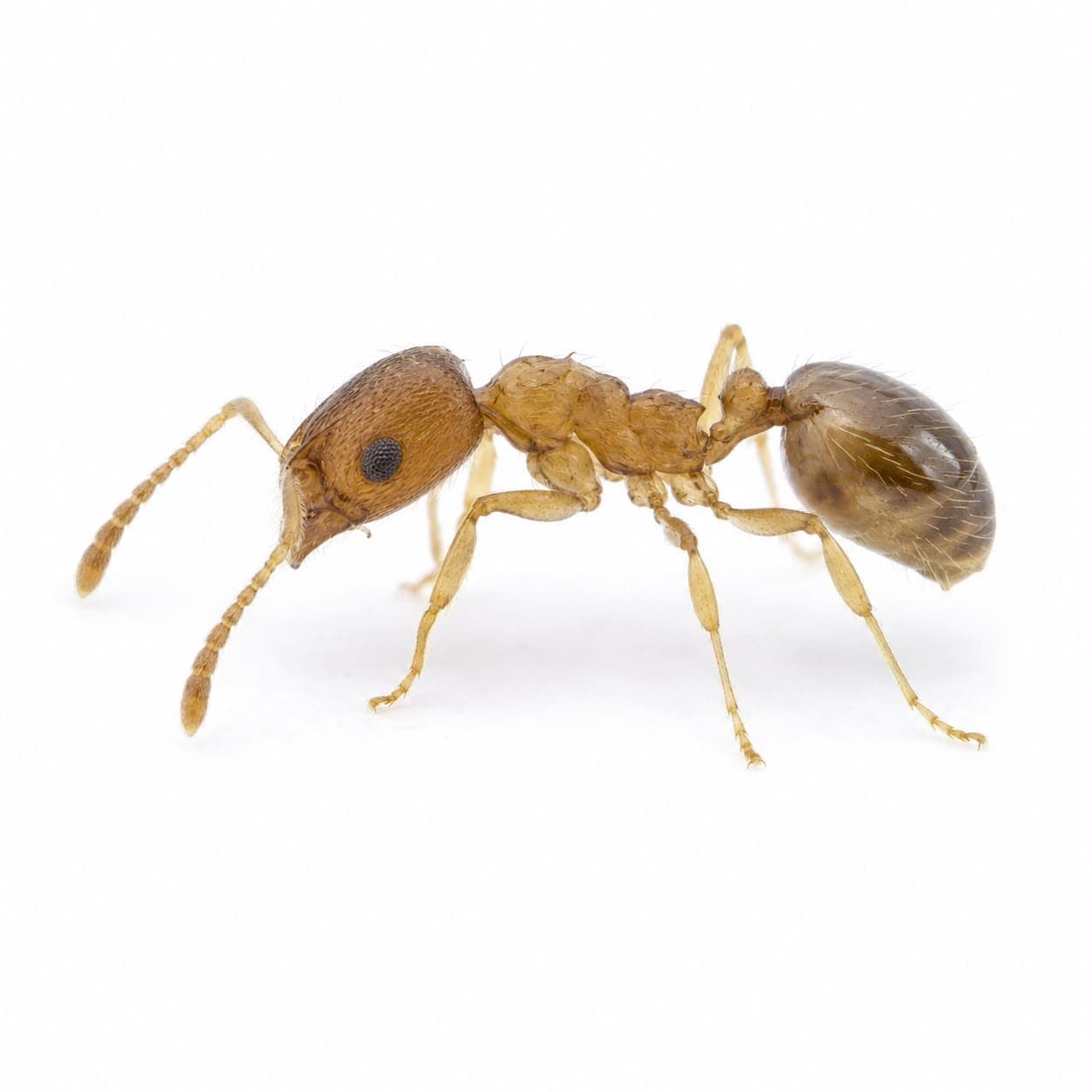 Pharaoameise (Monomorium pharaonis) in Nahaufnahme, Bestimmungsbild aus dem Schädlingslexikon