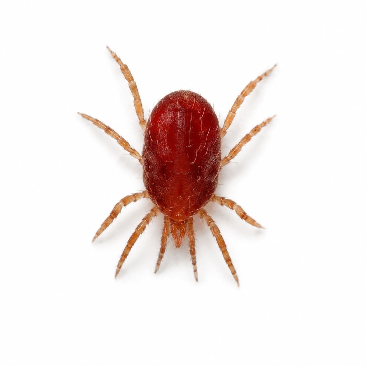 Rote Vogelmilbe (Dermanyssus gallinae) in Nahaufnahme, Bestimmungsbild aus dem Schädlingslexikon