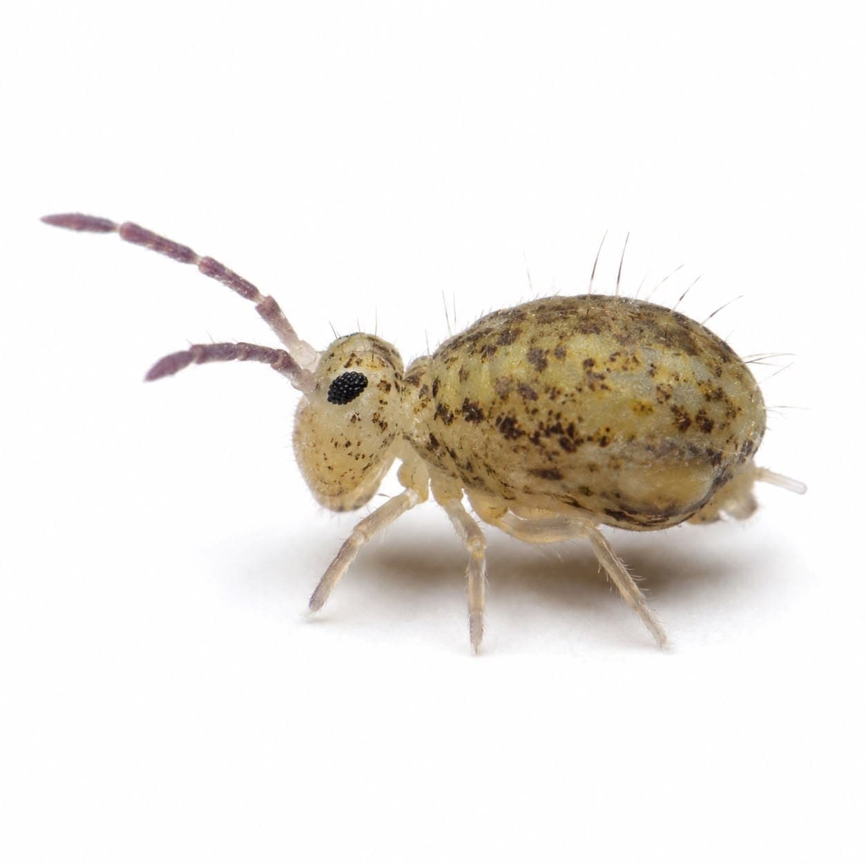 Springschwänze (Collembola) in Nahaufnahme, Bestimmungsbild aus dem Schädlingslexikon