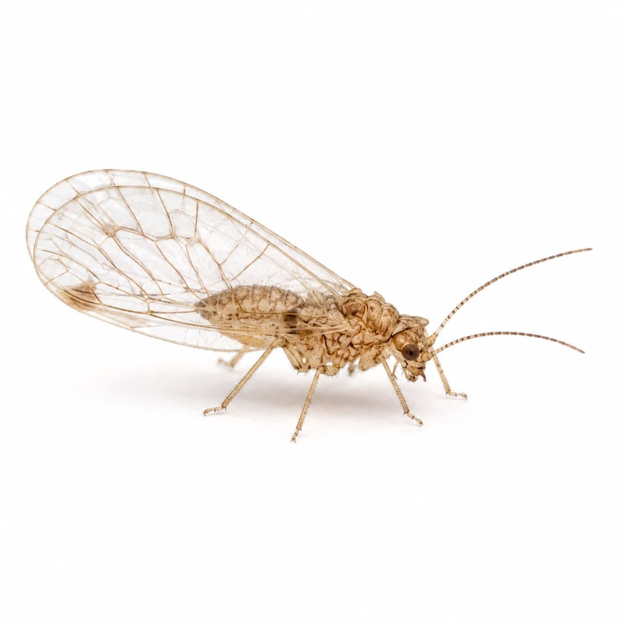 Staublaus (Psocoptera) in Nahaufnahme, Bestimmungsbild aus dem Schädlingslexikon