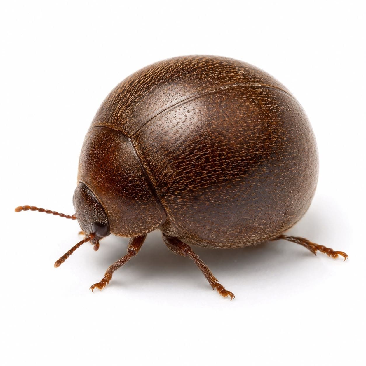 Tabakkäfer (Lasioderma serricorne) in Nahaufnahme, Bestimmungsbild aus dem Schädlingslexikon