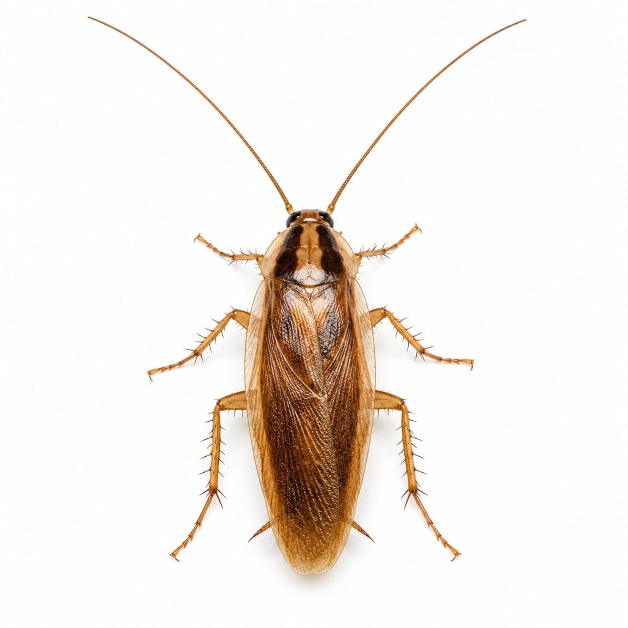 Blatte des bois (Ectobius vittiventris) en gros plan, image de détermination du lexique des nuisibles