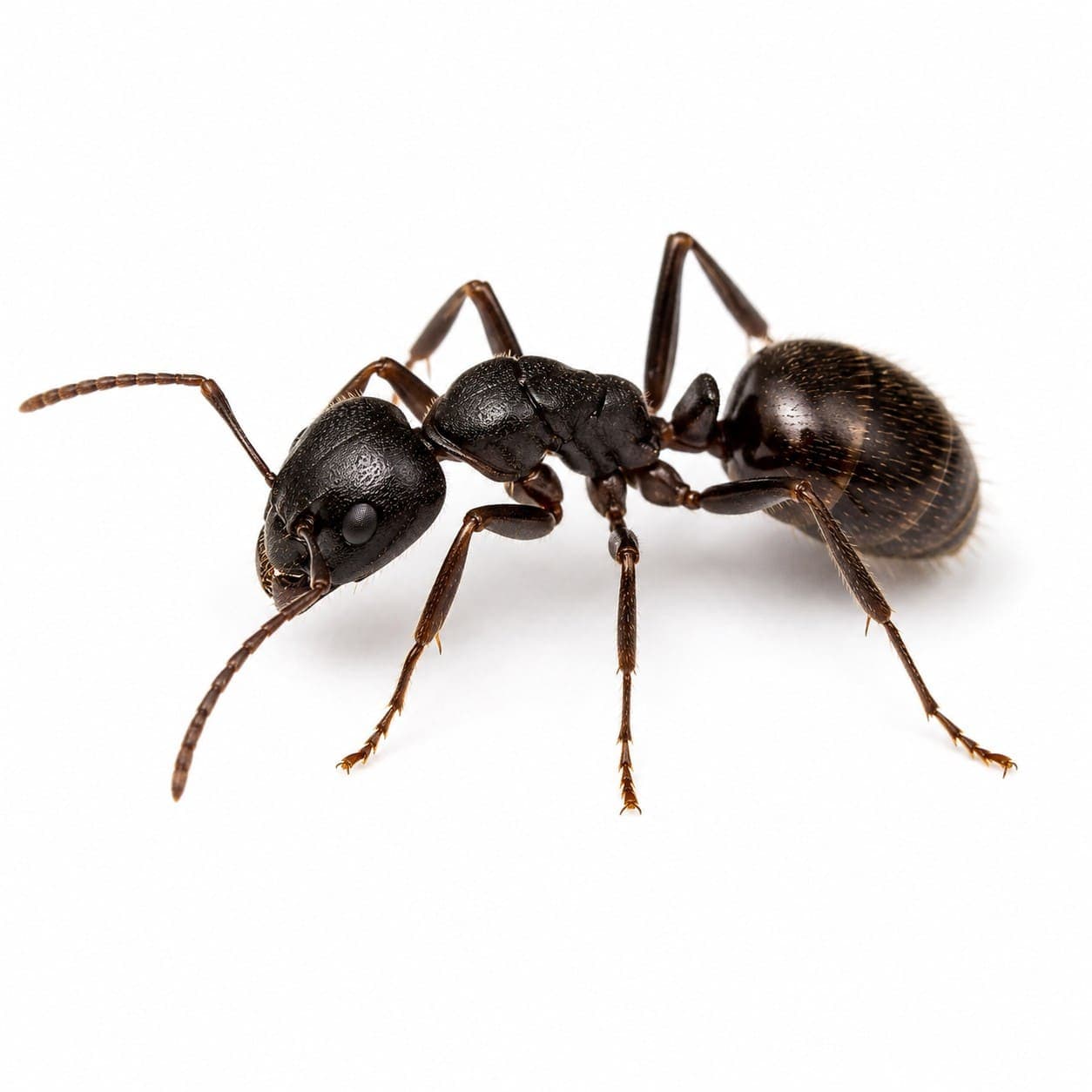 Wegameise (Lasius niger) in Nahaufnahme, Bestimmungsbild aus dem Schädlingslexikon