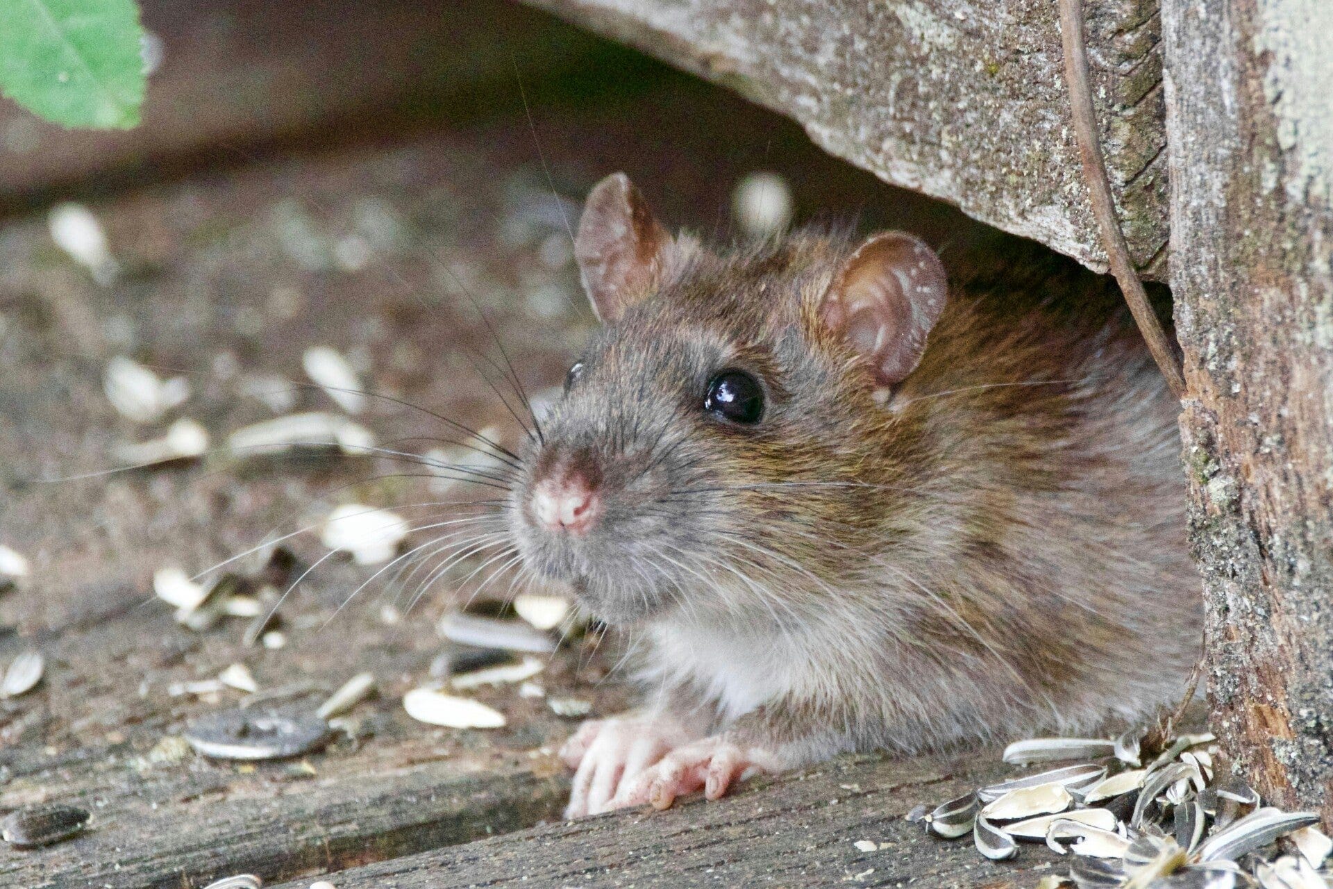 Ratte an einer Gebäudemauer, typischer Befall im Wallis
